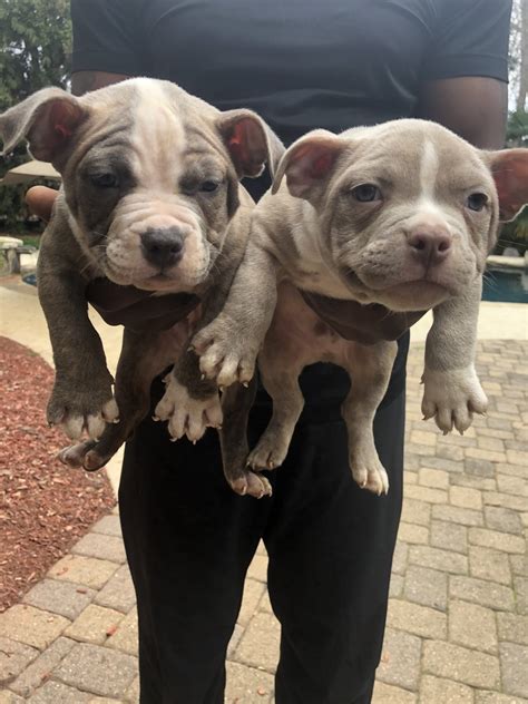 ROLEX is a American Bully puppy for sale in Moultrie, GA